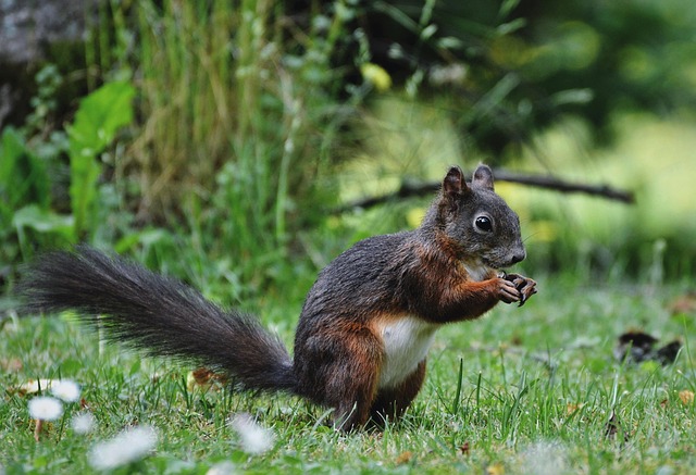 rodent-control-640x480-90317860.jpeg