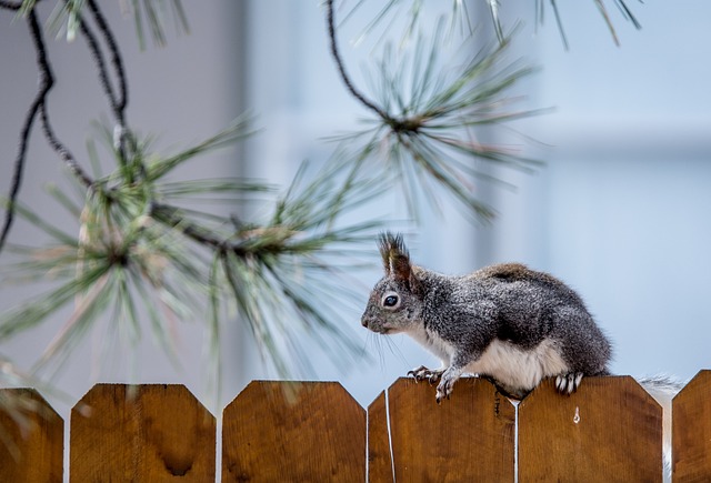Denver Rodent Service: Crawl Space Cleanup Solutions