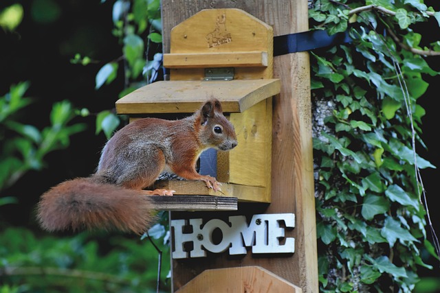 Natural Rodent Control: Keeping Denver CO Homes Pest-Free