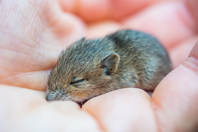 Rodent Control