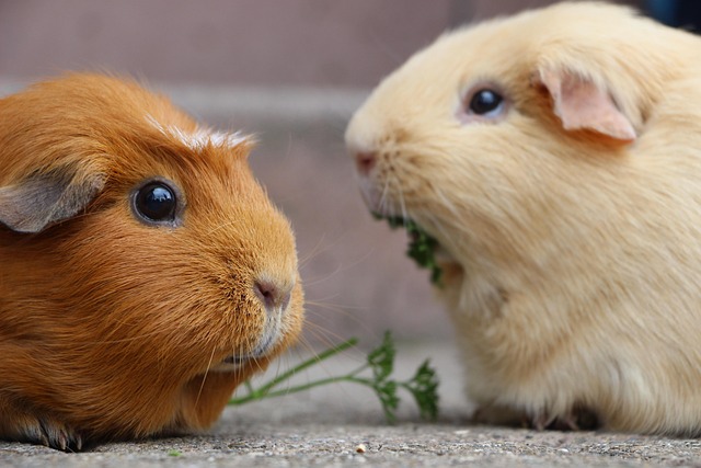 Rodent Control