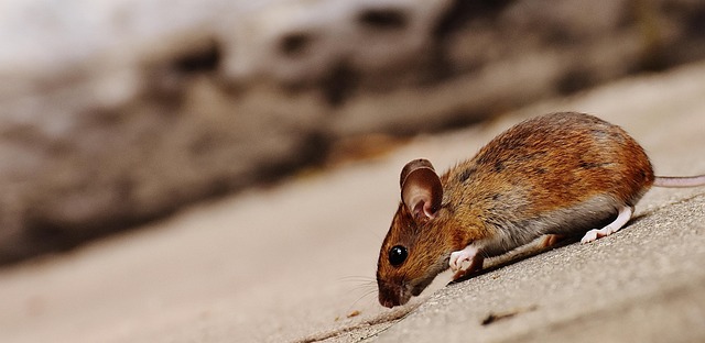 Denver Rodent Service: Effective Roof Rat Control Strategies