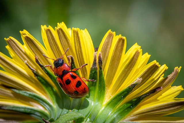 Wildlife Control