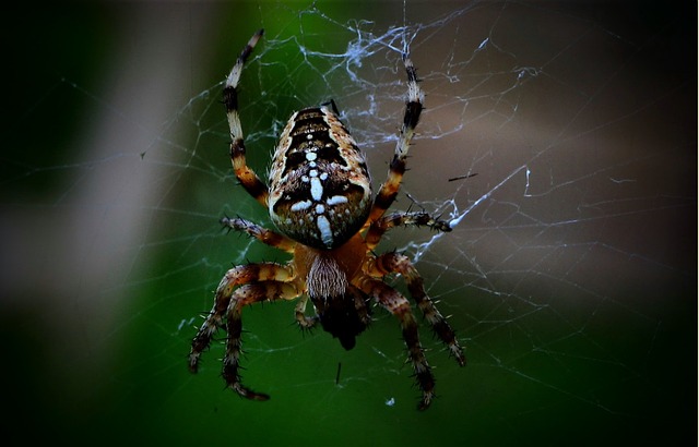 wildlife-control-640x480-51192332.jpeg