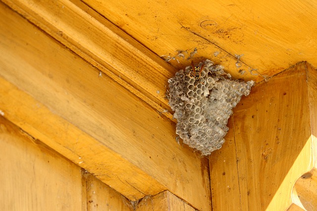 Wildlife Control