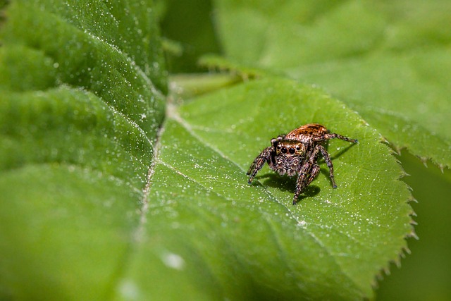 Wildlife Control