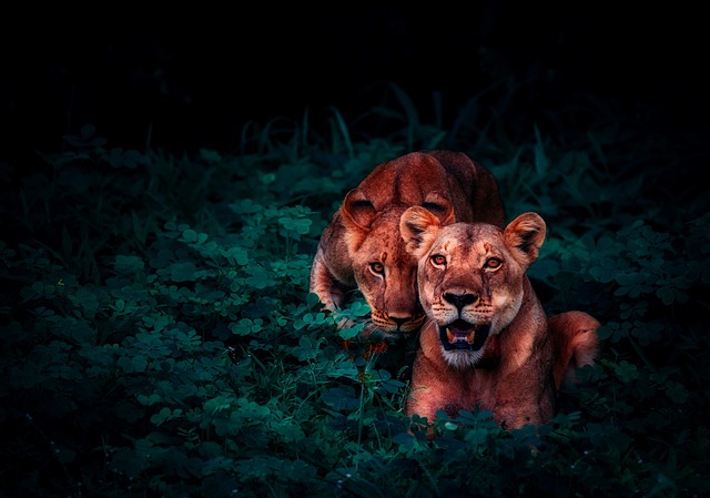 Wildlife Management
