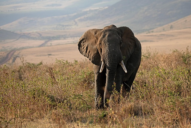 Wildlife Management
