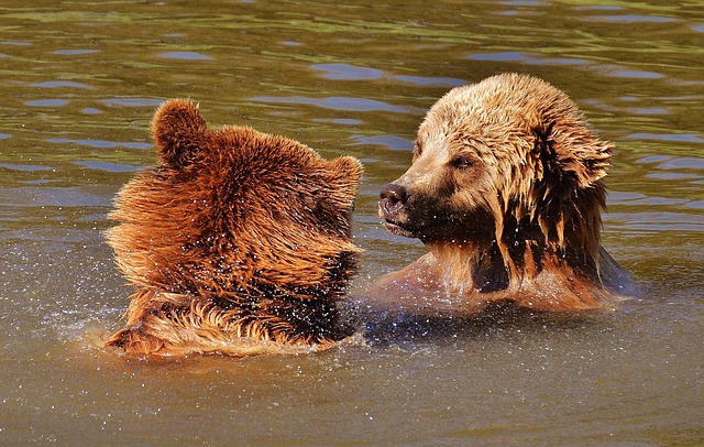 Wildlife Management