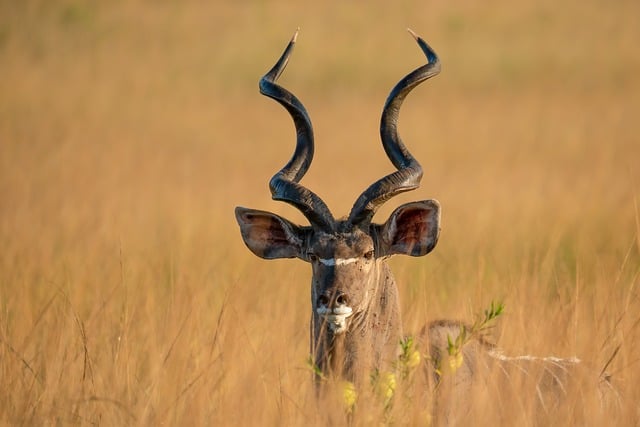Wildlife Management