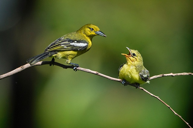 Wildlife Management