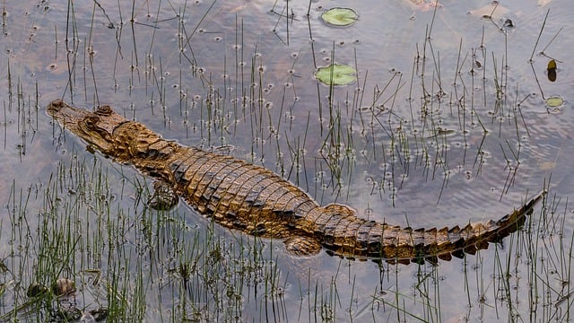 wildlife-management-640x480-48823440.jpeg