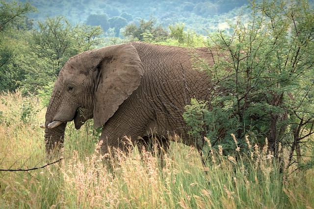 Wildlife Management