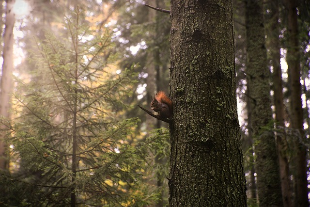 wildlife-management-640x480-62373633.jpeg