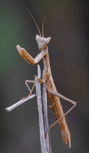 Wildlife Management