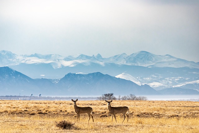 Wildlife Control Denver: GIS Mapping for Effective Strategies