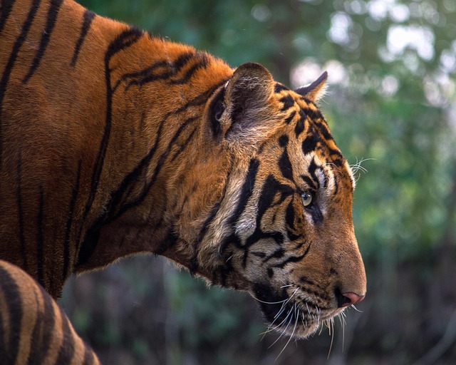 Wildlife Concierge Denver: Unlocking Conservation Insights through Telemetry