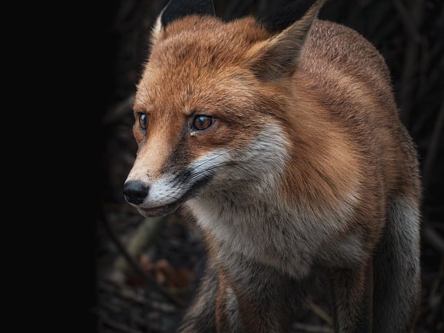wildlife-management-640x480-80118872.jpeg