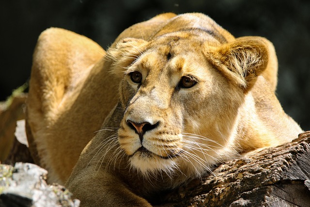Wildlife Management