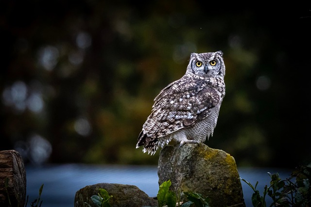 Wildlife Management
