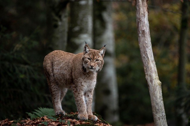 Wildlife Management