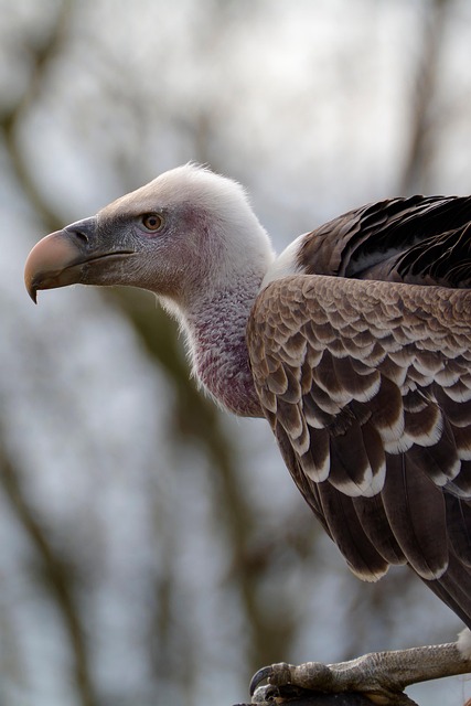 Wildlife Management