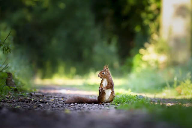 Wildlife Management