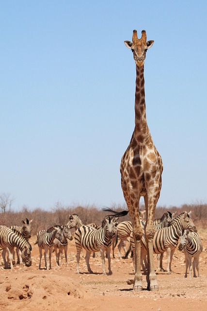 Wildlife Management