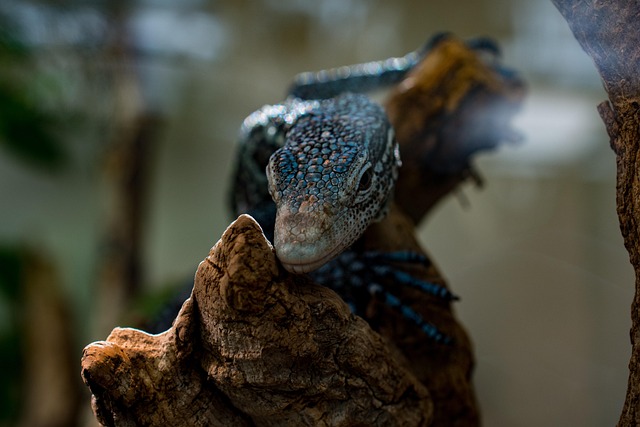 wildlife-monitoring-640x480-52637270.jpeg