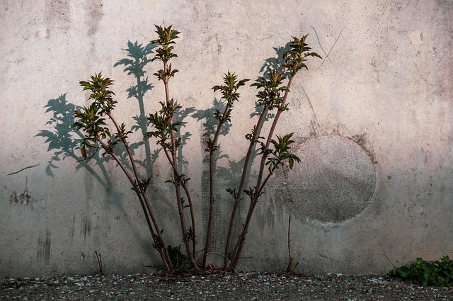 Concrete Driveway