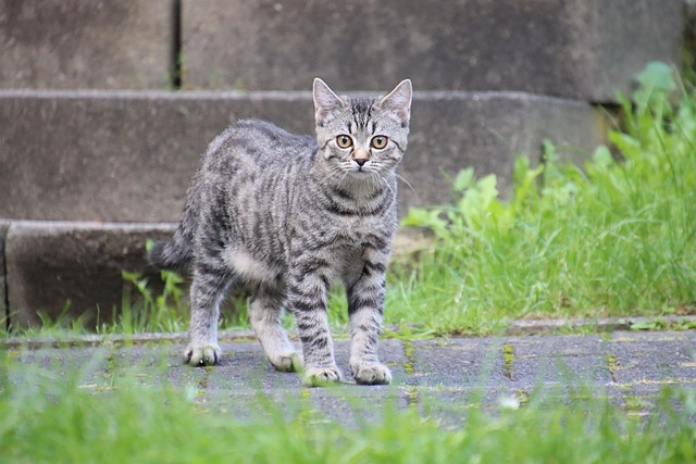 Concrete Patio