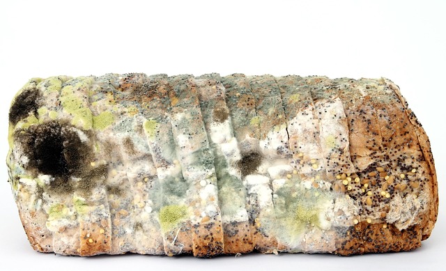 San Antonio Mold Inspection: When &amp; Safe Remediation Guide