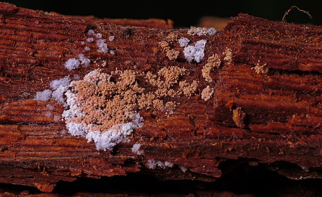 Interpreting Black Mold Lab Results for Safe San Antonio Homes