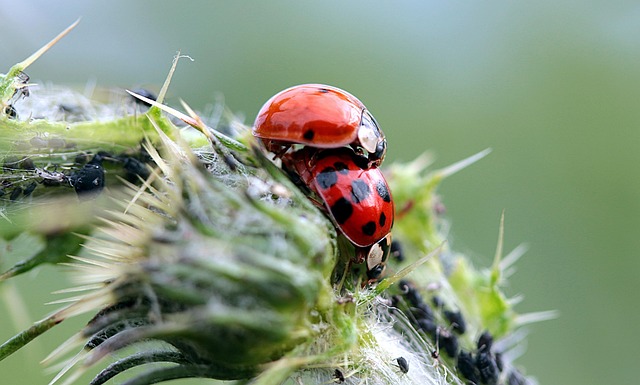 Pest Removal Services Denver: Inspect, Monitor, Prevent Reinfestation