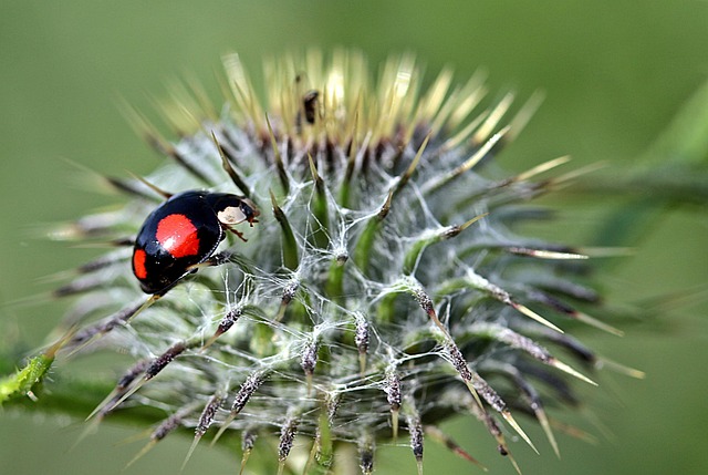 pest-control-640x480-25273432.jpeg