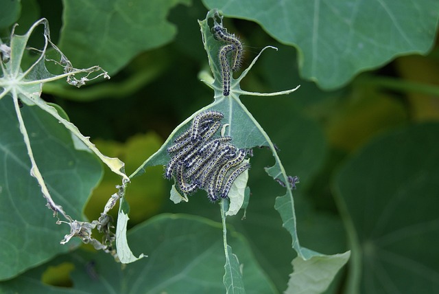 pest-control-640x480-277525.jpeg