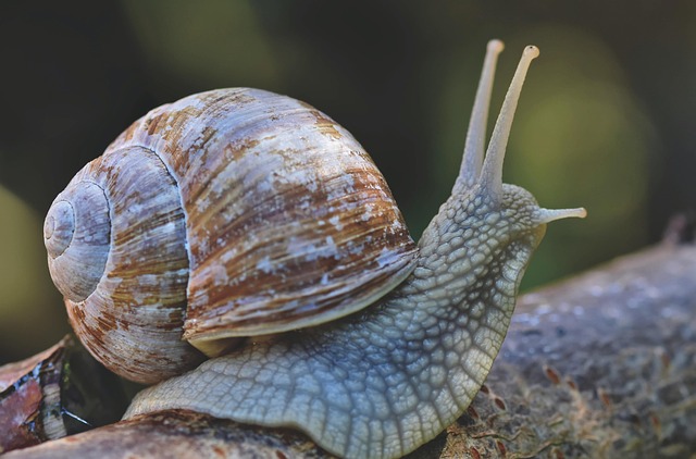 Pest Control