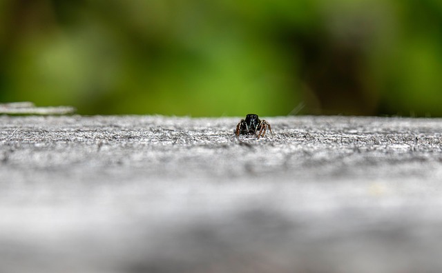 Pest Control