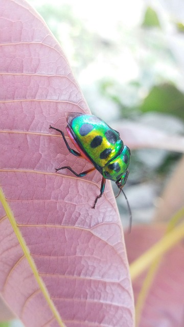 pest-control-640x480-75545159.jpeg
