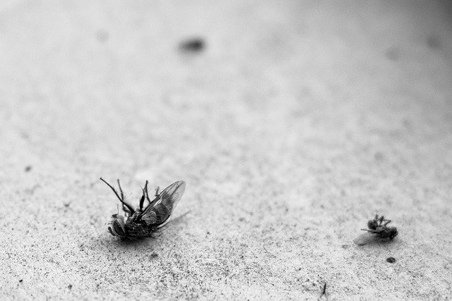 Pest Control