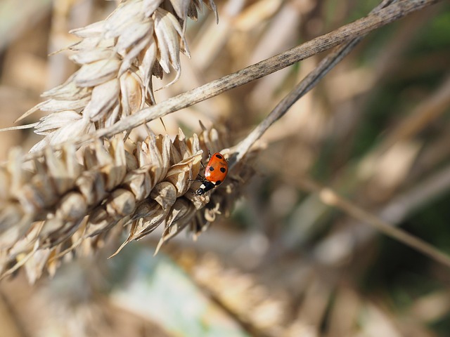 Denver Spider Control: Natural Extermination &amp; Effective Strategies