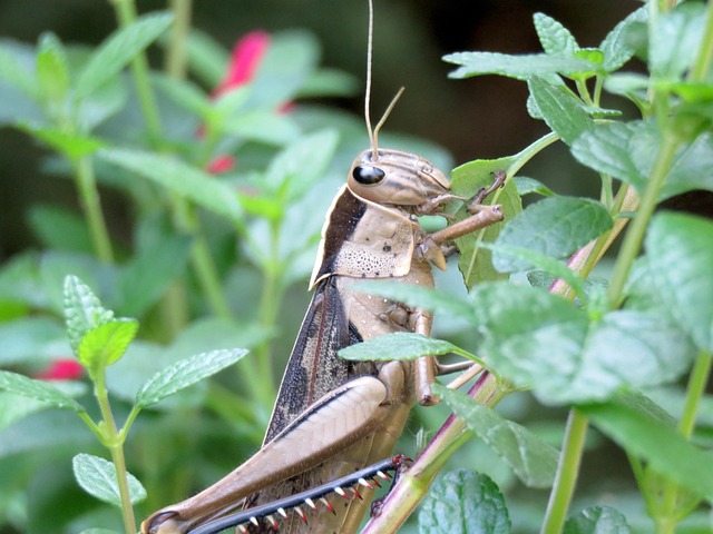 Pest Monitoring