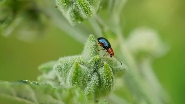 Pest Monitoring