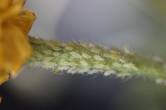 pest-monitoring-640x480-13789924.jpeg