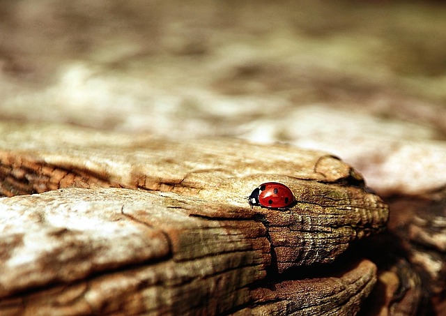 Pest Monitoring