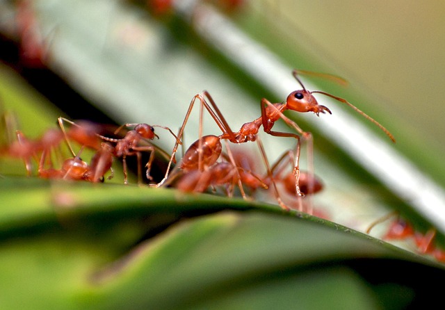Pest Monitoring