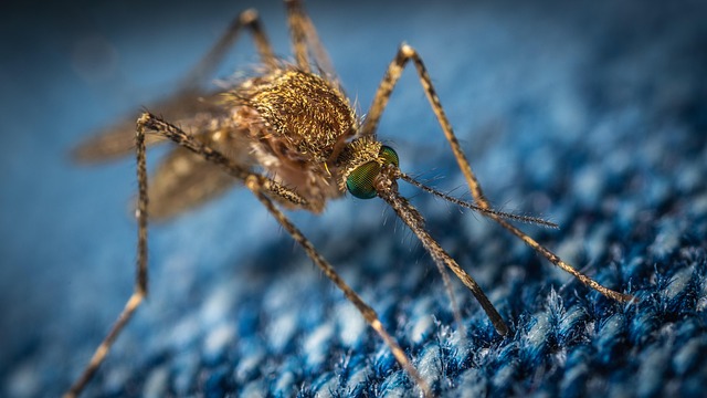 Pest Monitoring