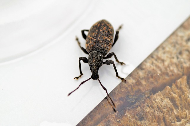 Pest Monitoring