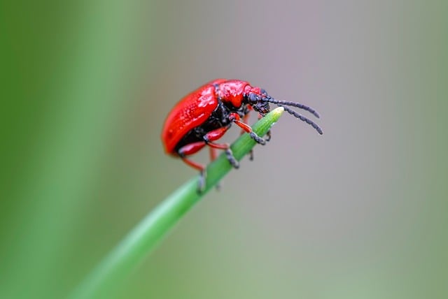 Pest Monitoring