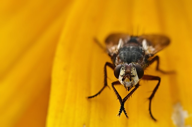 Pest Monitoring